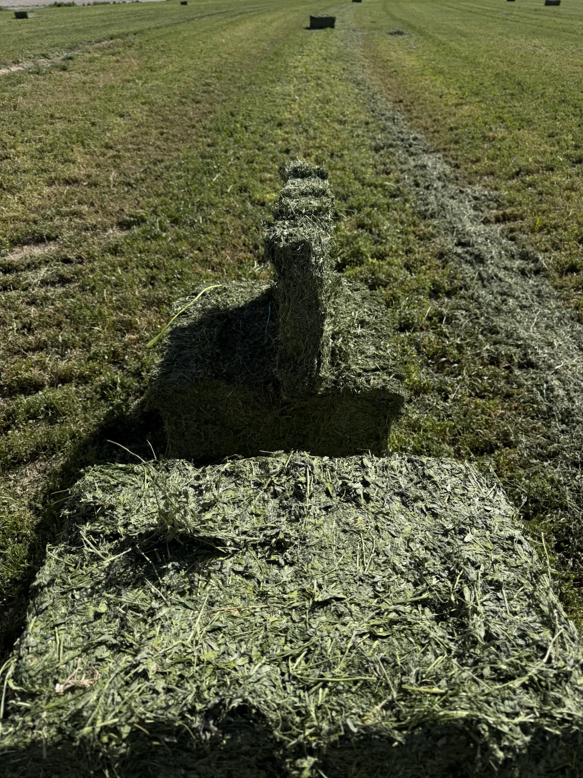 Ultra premium alfalfa