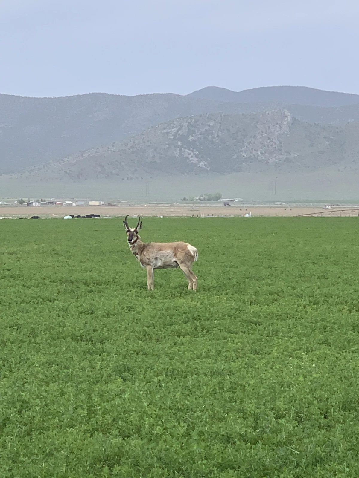 Wildlife in Nevada