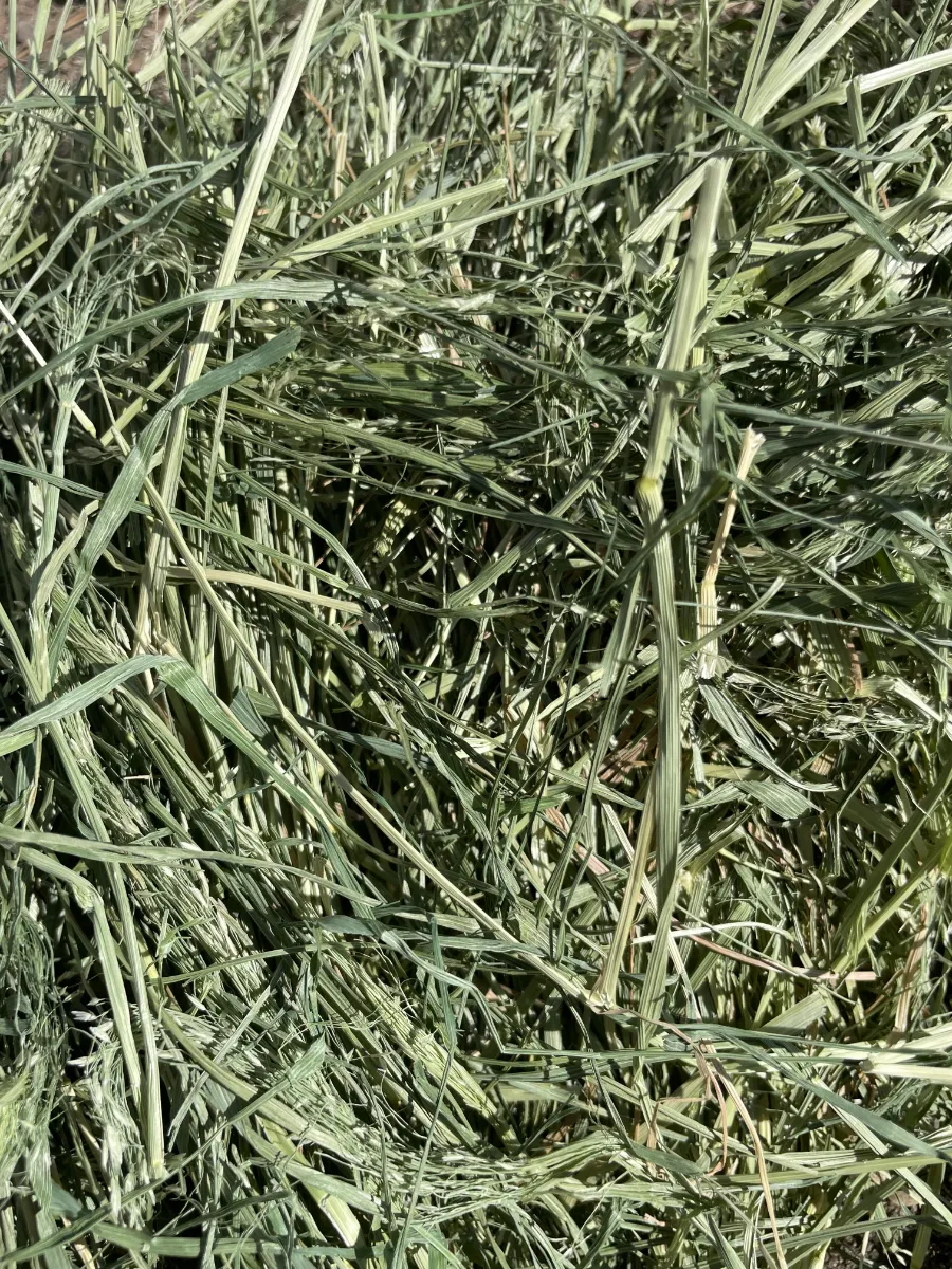 Teff Grass