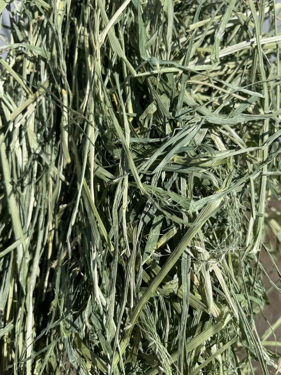 Teff Grass