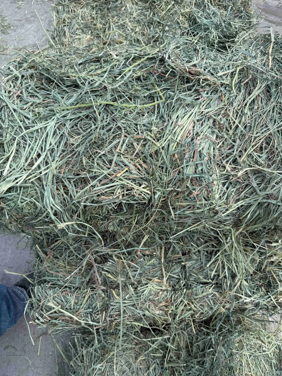 Orchard Alfalfa Mix