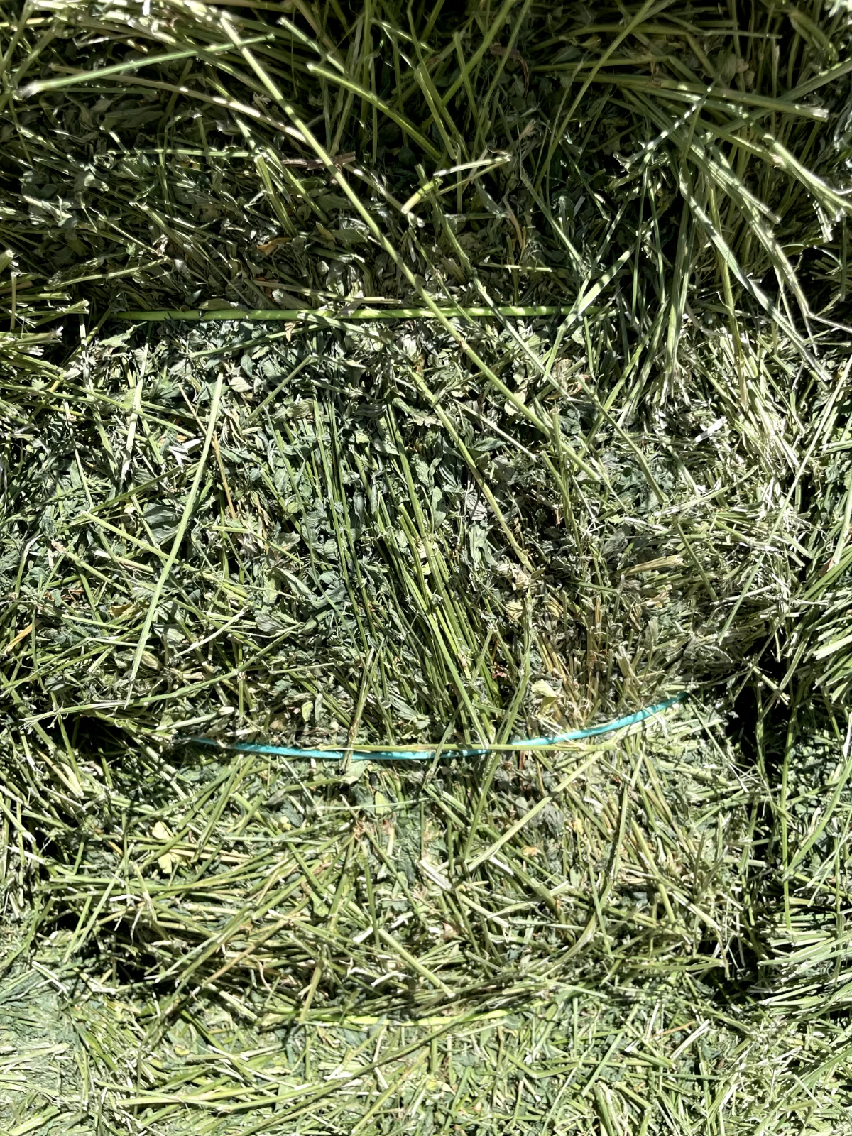 Premium Alfalfa