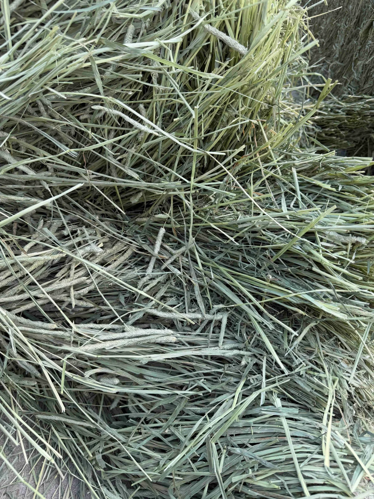 Timothy 1st Cut