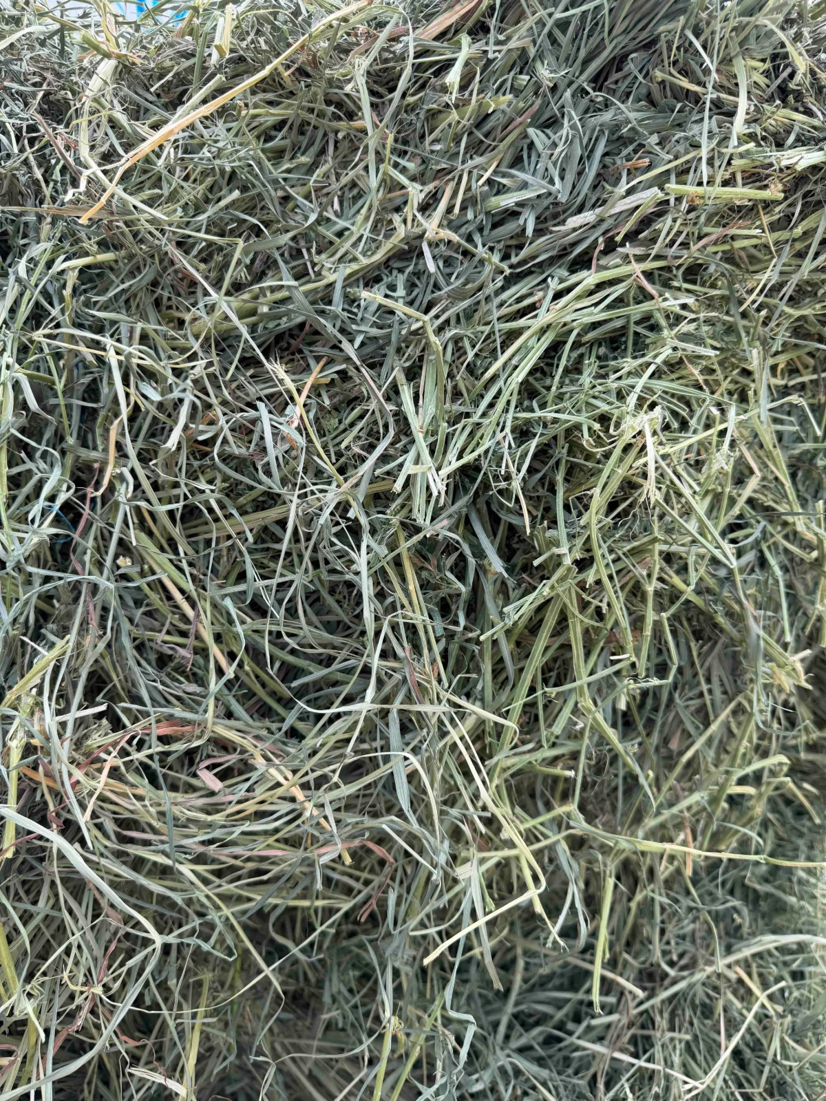 Orchard Alfalfa Mix