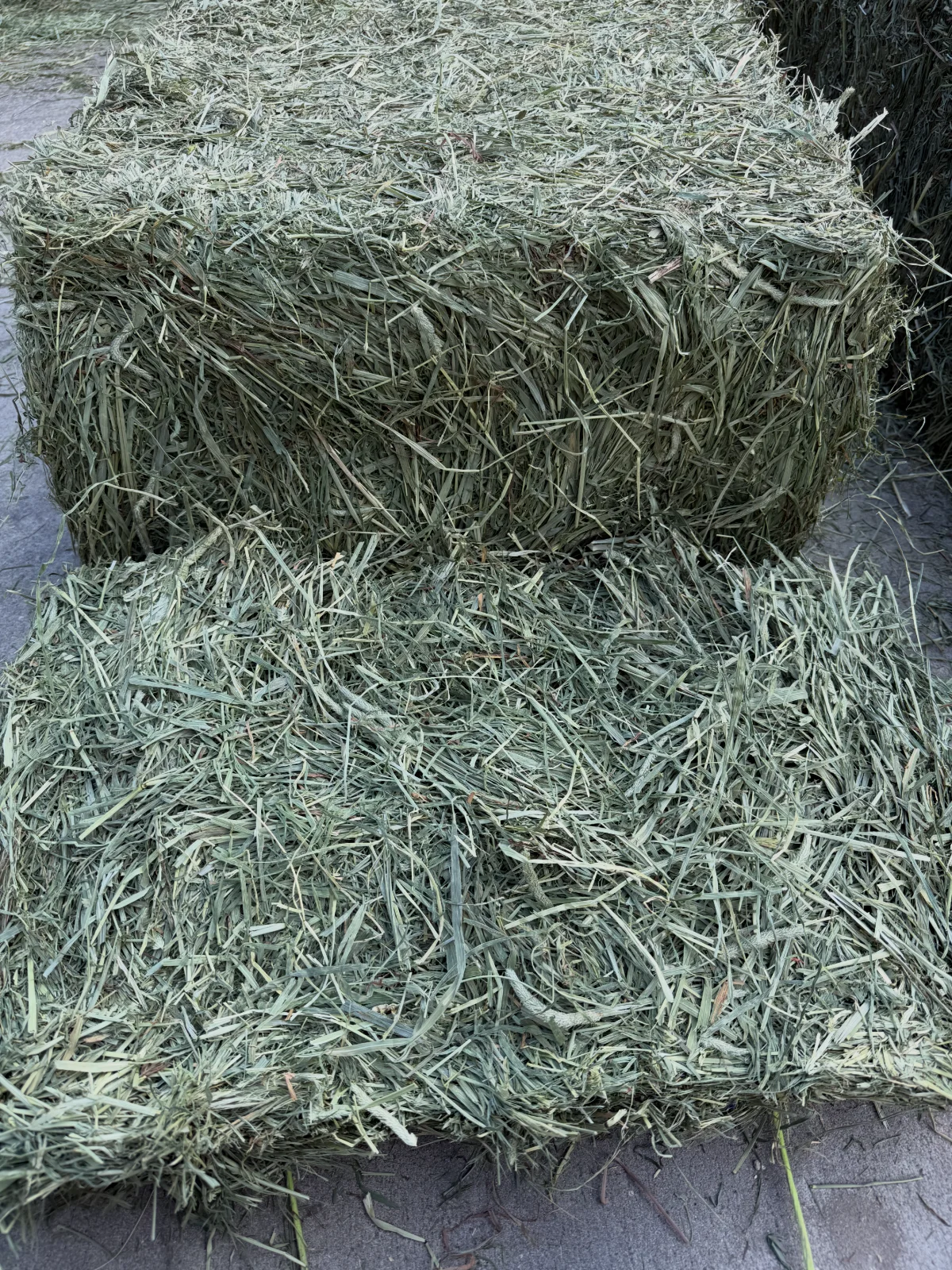 Ultra Premium 2nd Cut Timothy